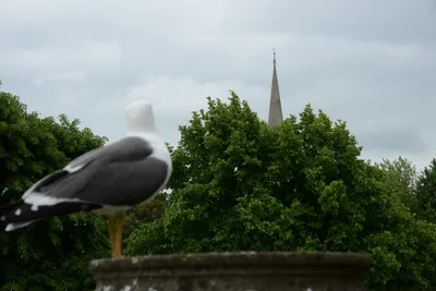 DSC_2546 (Large).JPG